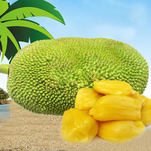 爆款海南新鲜水果菠萝蜜菠萝蜜产地货源18斤批发厂家