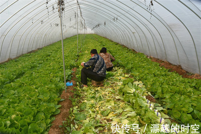 农民种植冷门蔬菜,形似小白菜,30天即可采摘,人称"高速菜"